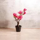 WhatsApp Image 2026-05-10 at 12.23.12 PM.webp