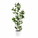 Artificial Ficus Plant