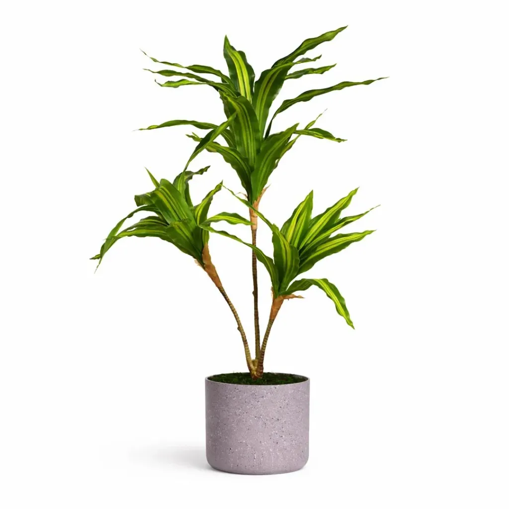 Artificial Dracaena Plant