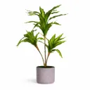 Artificial Dracaena Plant