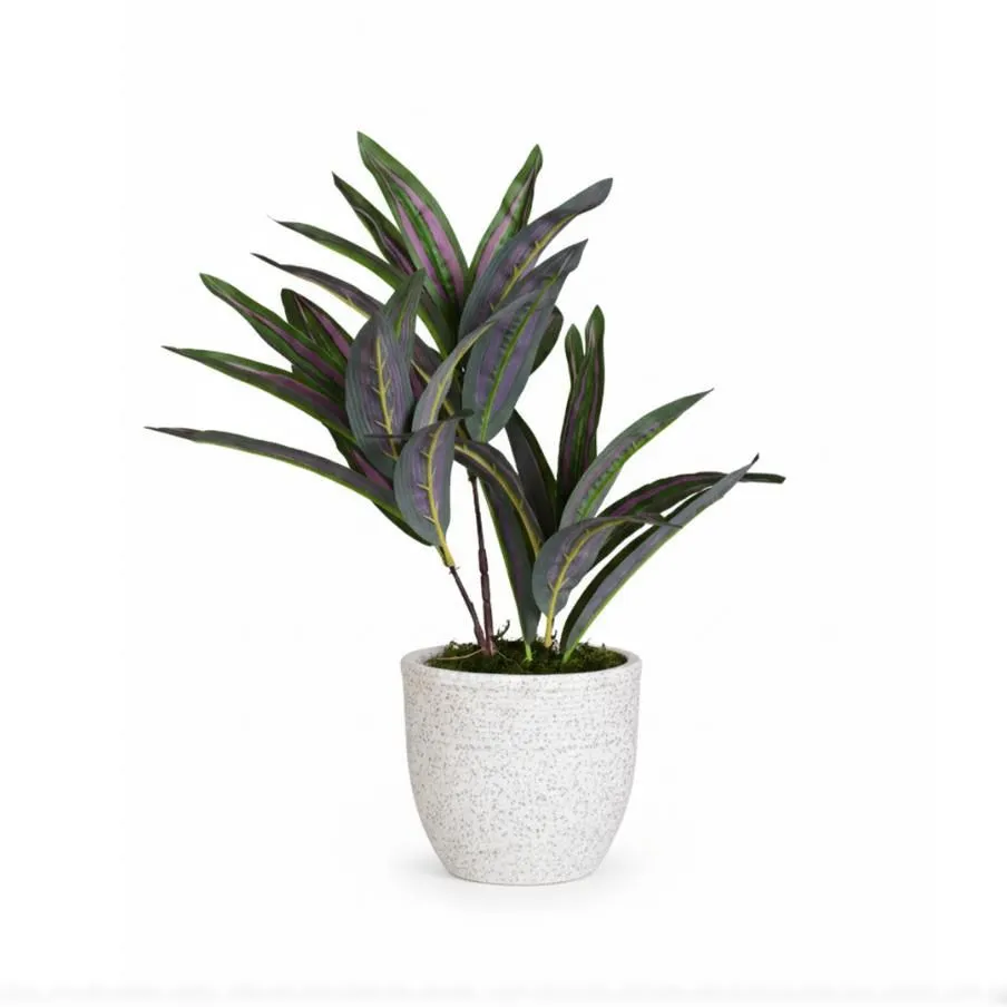 Mini Dracaena Plant
