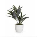 Mini Dracaena Plant